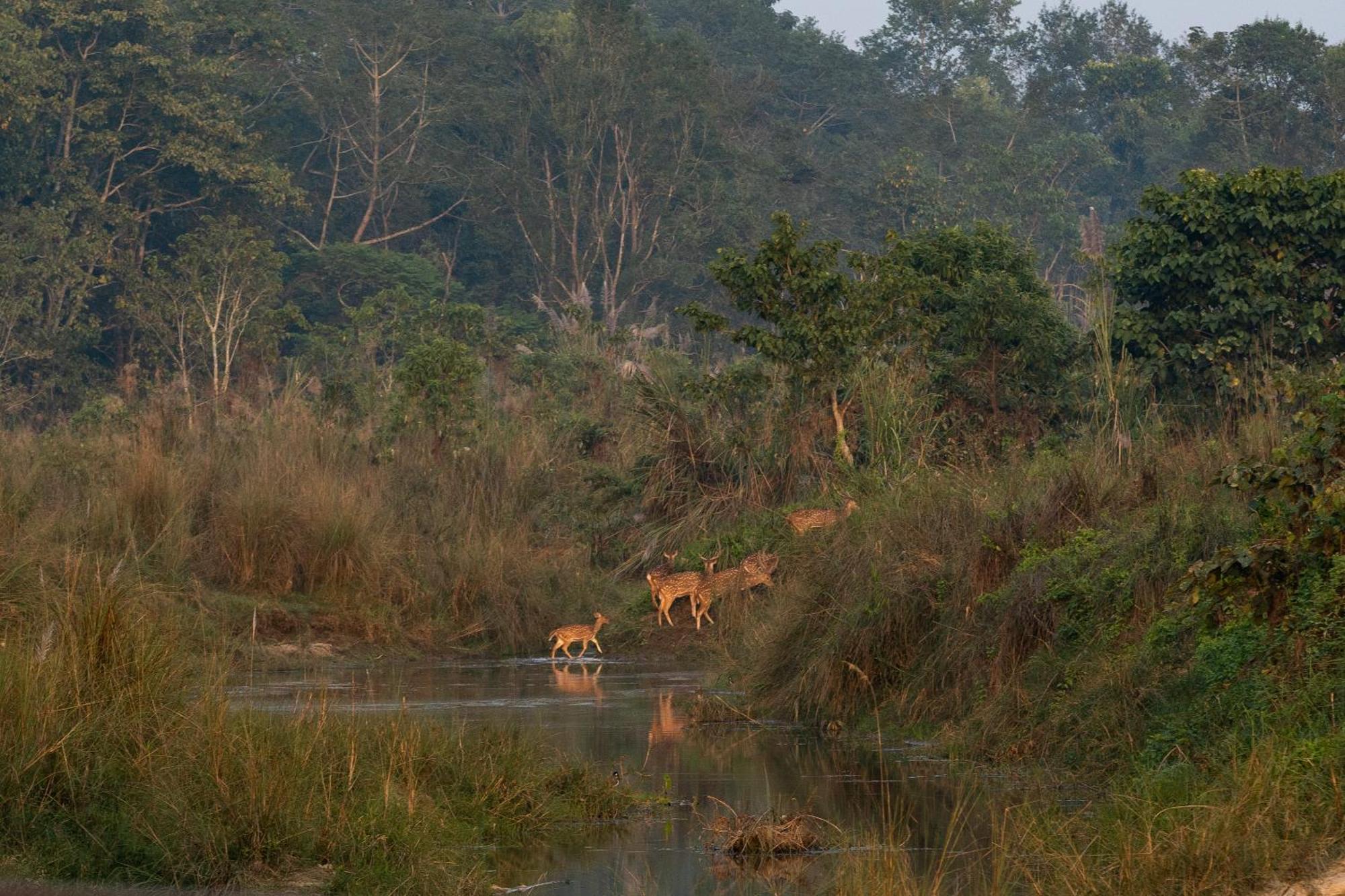 Jungle Villa Resort - Near Chitwan National Park Exterior photo
